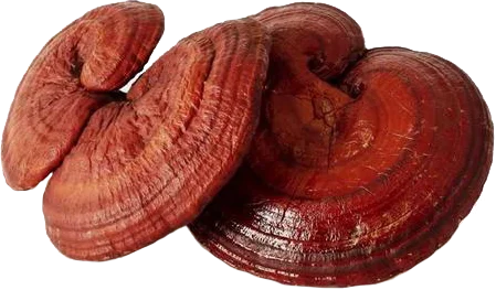 Ganoderma Lucidum