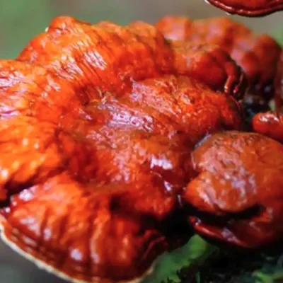 Ganoderma