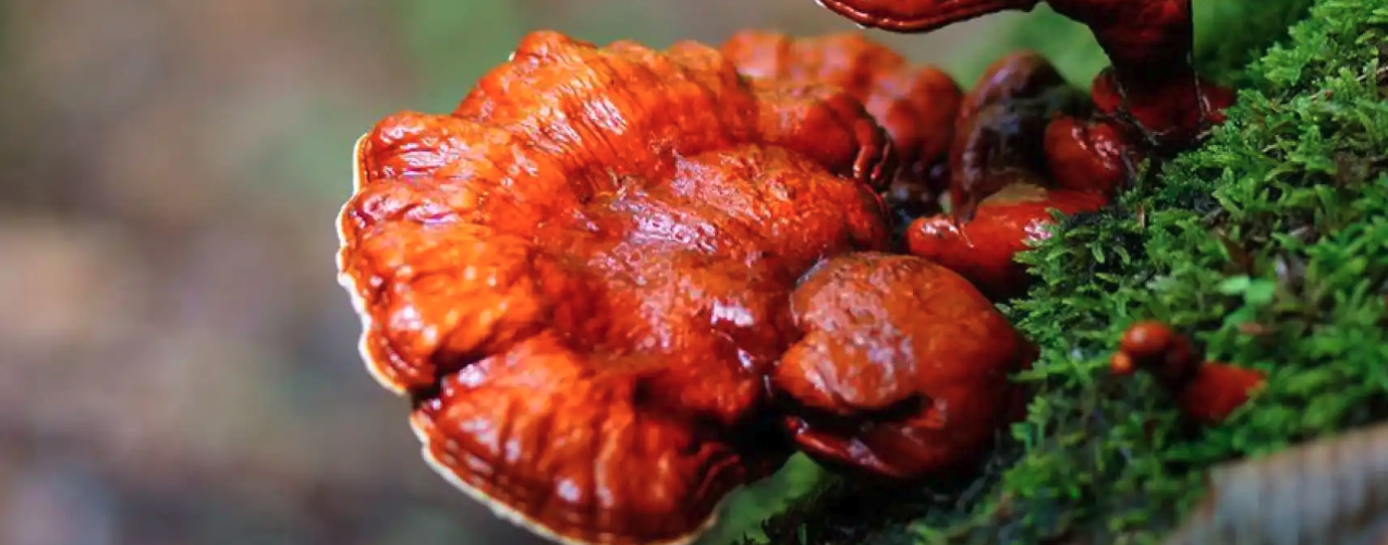 Ganoderma