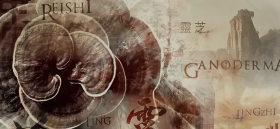 Historia del Ganoderma